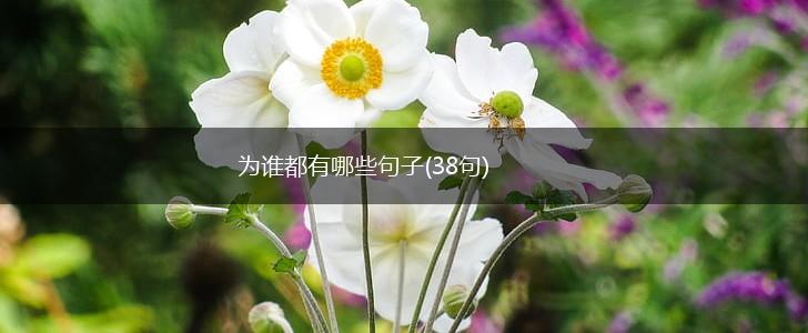 为谁都有哪些句子(38句),第1张