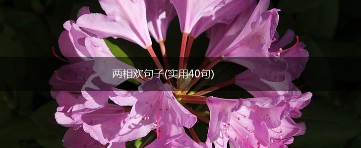 两相欢句子(实用40句),第1张