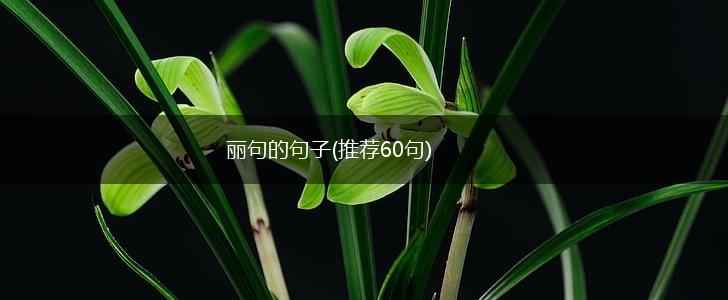 丽句的句子(推荐60句),第1张