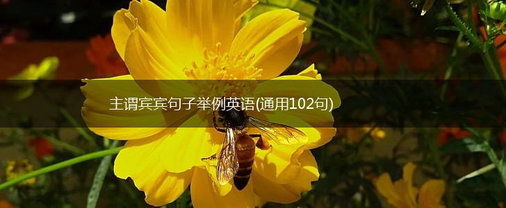 主谓宾宾句子举例英语(通用102句),第1张