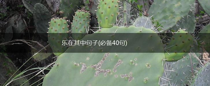 乐在其中句子(必备40句),第1张