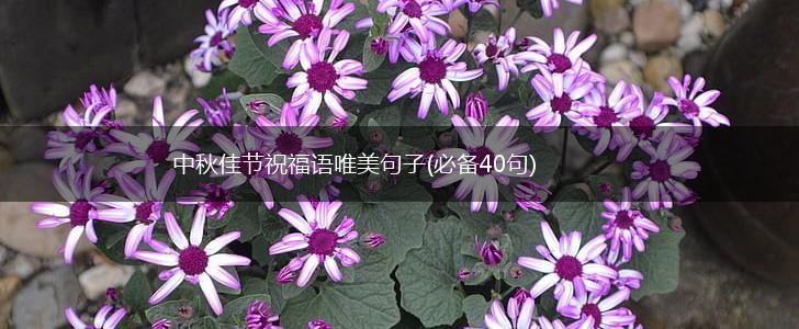 中秋佳节祝福语唯美句子(必备40句),第1张