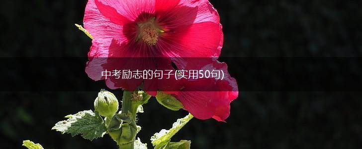 中考励志的句子(实用50句),第1张
