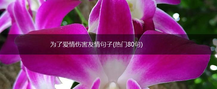 为了爱情伤害友情句子(热门80句),第1张