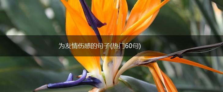 为友情伤感的句子(热门60句),第1张