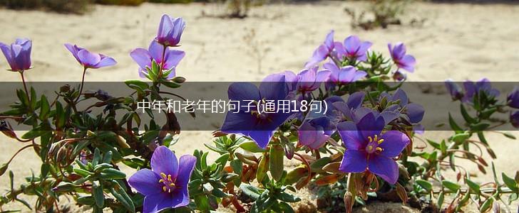 中年和老年的句子(通用18句),第1张