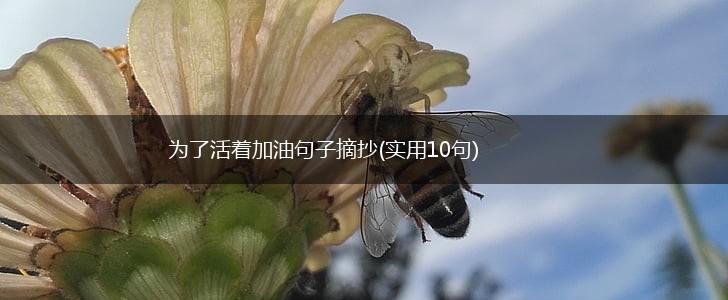 为了活着加油句子摘抄(实用10句),第1张