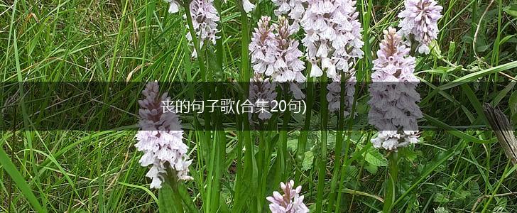 丧的句子歌(合集20句),第1张