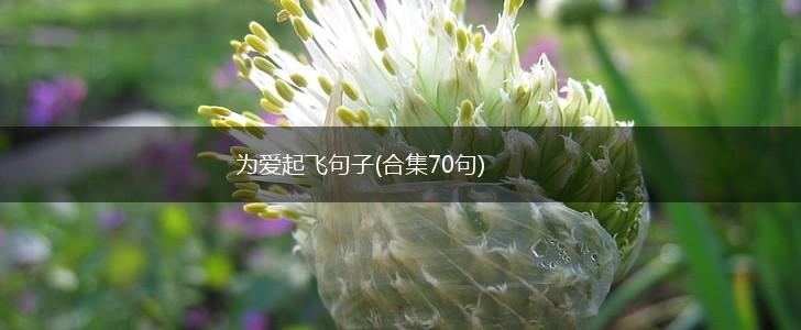为爱起飞句子(合集70句),第1张