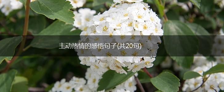 主动热情的感悟句子(共20句),第1张