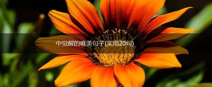 中觉醒的唯美句子(实用20句),第1张