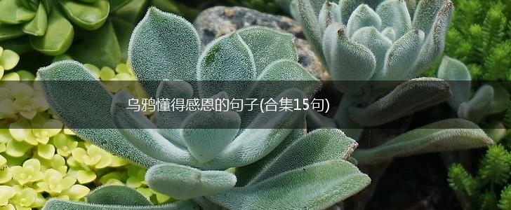 乌鸦懂得感恩的句子(合集15句),第1张
