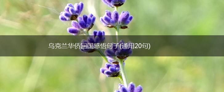 乌克兰华侨回国感悟句子(通用20句),第1张