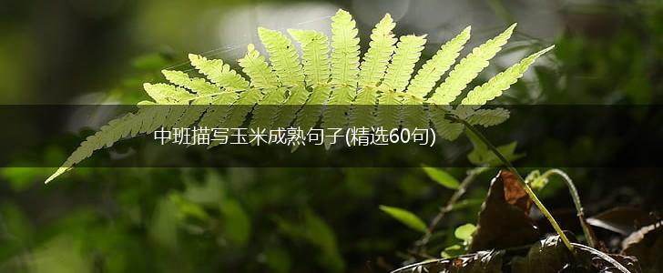 中班描写玉米成熟句子(精选60句),第1张