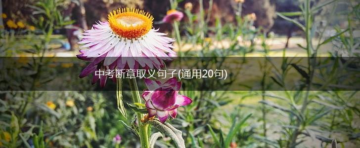 中考断章取义句子(通用20句),第1张