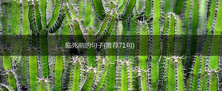 临死前的句子(推荐71句),第1张