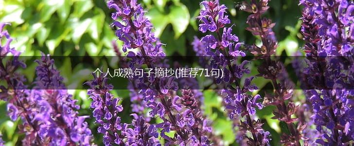 个人成熟句子摘抄(推荐71句),第1张