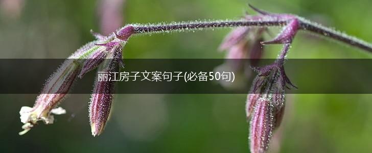 丽江房子文案句子(必备50句),第1张