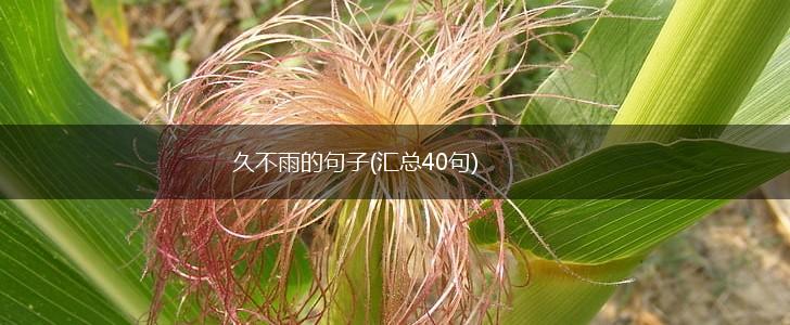 久不雨的句子(汇总40句),第1张