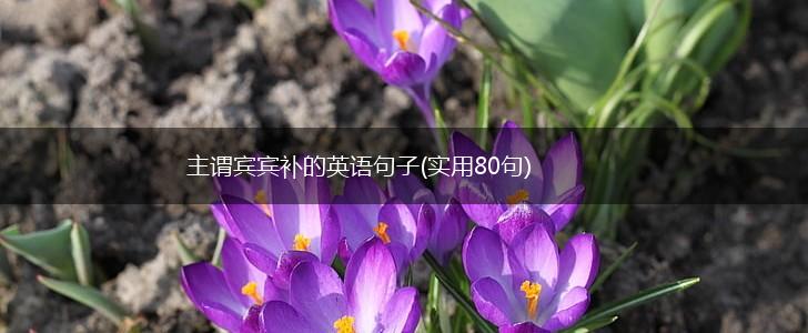 主谓宾宾补的英语句子(实用80句),第1张