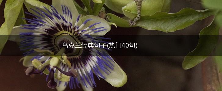 乌克兰经典句子(热门40句),第1张