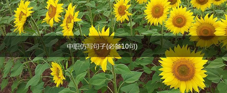 中职仿写句子(必备10句),第1张