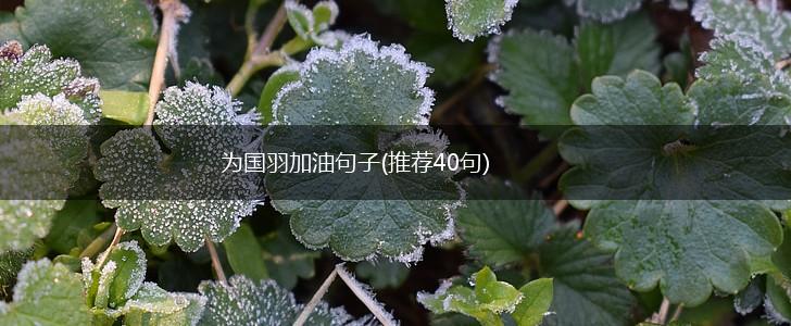 为国羽加油句子(推荐40句),第1张