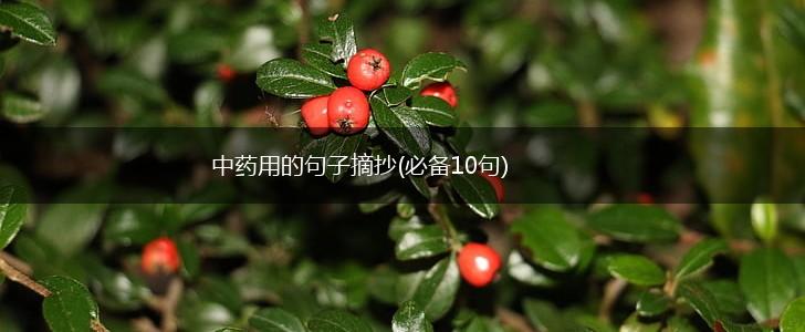 中药用的句子摘抄(必备10句),第1张