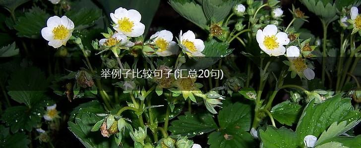 举例子比较句子(汇总20句),第1张