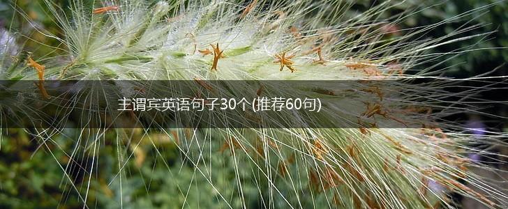 主谓宾英语句子30个(推荐60句),第1张