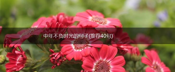 中年不负时光的句子(推荐40句),第1张