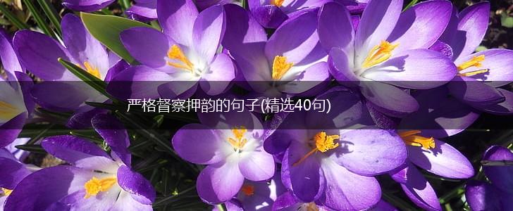 严格督察押韵的句子(精选40句),第1张
