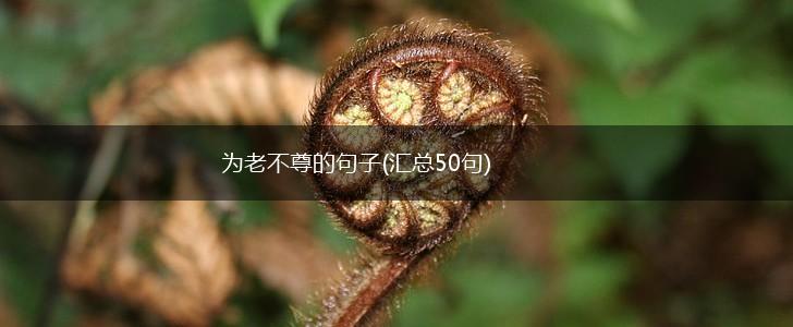 为老不尊的句子(汇总50句),第1张
