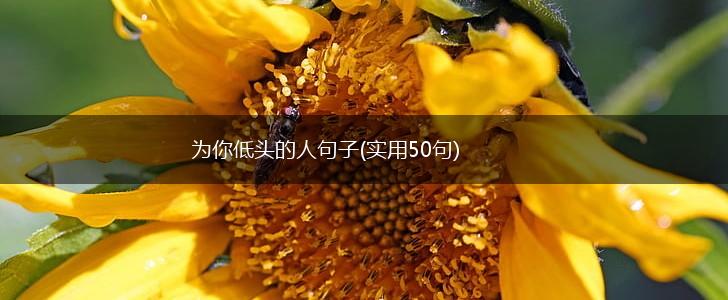 为你低头的人句子(实用50句),第1张