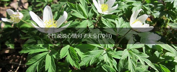 个性说说心情句子大全(70句),第1张