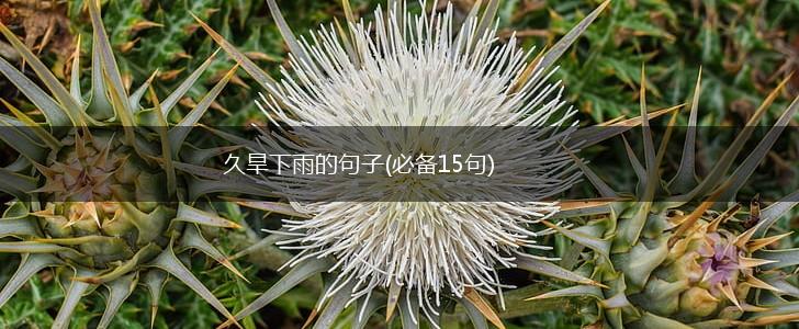 久旱下雨的句子(必备15句),第1张