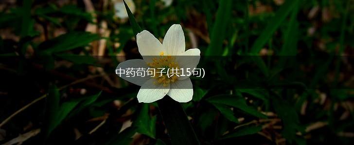 中药苟句子(共15句),第1张