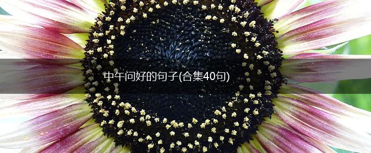 中午问好的句子(合集40句),第1张