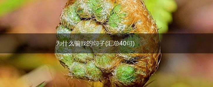 为什么骗我的句子(汇总40句),第1张