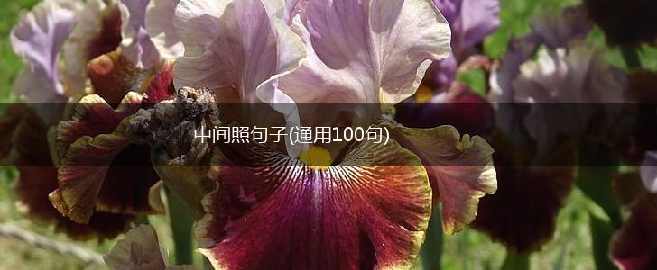 中间照句子(通用100句),第1张