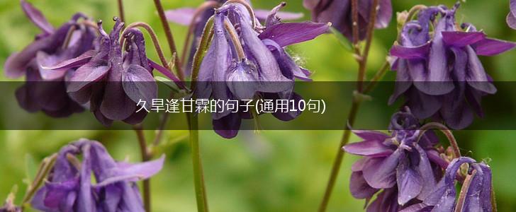 久旱逢甘霖的句子(通用10句),第1张