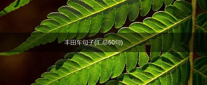丰田车句子(汇总60句),第1张