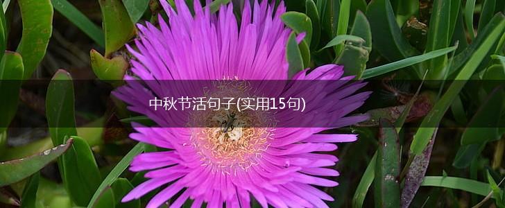 中秋节活句子(实用15句),第1张