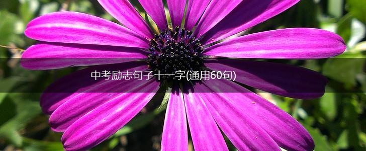 中考励志句子十一字(通用60句),第1张