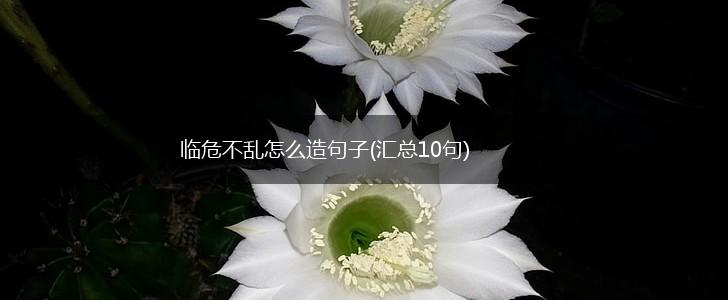 临危不乱怎么造句子(汇总10句),第1张