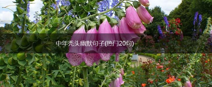 中年秃头幽默句子(热门20句),第1张