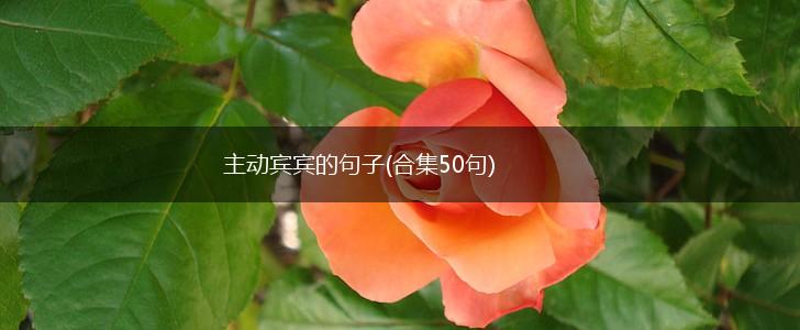 主动宾宾的句子(合集50句),第1张