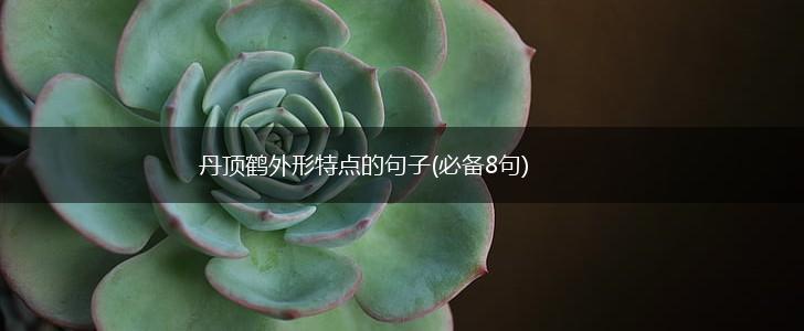 丹顶鹤外形特点的句子(必备8句),第1张