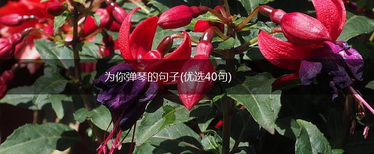 为你弹琴的句子(优选40句),第1张
