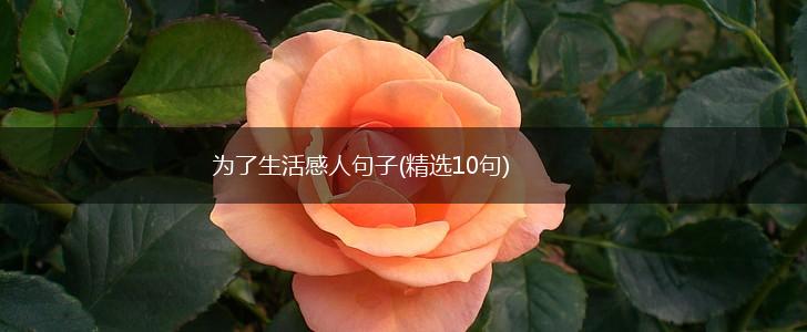 为了生活感人句子(精选10句),第1张